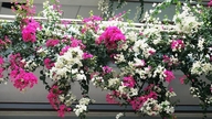 Hemmelighederne bag pleje af solelskende blomster som portulaca og bougainvillea, så de forbliver livlige hele sommeren lang.