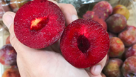 Apakah manfaat kesihatan memakan plum?