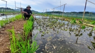 Diese sauberen Tiere, die billiges Futter lieben, werden erfolgreich in der Gemeinde Nguyet An in der Provinz Thanh Hoa gezüchtet. Sie schwimmen in großer Zahl und werden gefangen und als lokale Delikatesse verkauft.