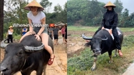 Vestlige turister deler ivrigt deres oplevelser med at ride på bøfler i Vietnam.