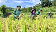 Lao Cai: Udvidelse af modellen for støtte til dårligt stillede kvinder i grænseområder.