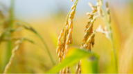 Rice prices remain high, and the summer-autumn rice crop is entering its early harvesting phase, which will increase supply.