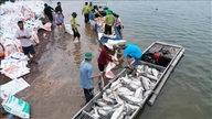 Más de 200 toneladas de peces murieron en el lago Tri An debido a cambios ambientales adversos.