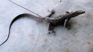 Entrega voluntária de um raro lagarto-monitor-nebuloso.