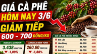 Kaffepriser i dag, 3. juni: Endnu et fald på 600 VND/kg, de globale priser fortsætter med at falde.