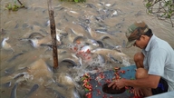 En enorm fiskestime er dukket op i Tien-floden, hvilket forårsager forstyrrelser blandt beboerne i Hong Ngu-distriktet i Dong Thap-provinsen.