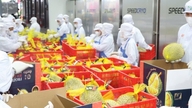 Las exportaciones de frutas y verduras de Vietnam se acercan rápidamente a la marca de los 10.000 millones de dólares.