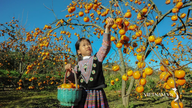 Fruit Season