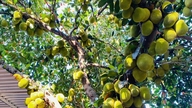 Un albero di jackfruit con una produzione di frutti insolitamente abbondante: il proprietario si lamenta di un "raccolto scarso" poiché ha ottenuto solo... 300 frutti.