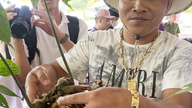 Da Nang forbereder seg på den internasjonale Ngoc Linh Ginseng and Medicinal Herbs Festival i 2026.