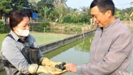 Dette dyr bider aldrig nogen, spiser kun kasseret mad og opdrættes med succes i denne kommune af Thai Nguyen; hvert parti bliver udsolgt med det samme.