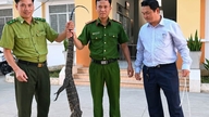 Tay Ninh: Menerima seekor biawak seberat 6.5kg yang diserahkan oleh seorang penduduk tempatan.