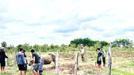 Using tranquilizer darts to control a 'mad' buffalo that attacked multiple people.