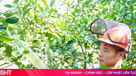 Bei sengender Sonne befürchten die Bauern in der Provinz Ha Tinh, dass die Dürre ihre Orangenbäume gefährden könnte.