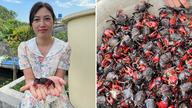 Delikatessen "der kommer op af jorden" i Ninh Binh giver en lækker suppe med en sød smag, der minder om ferskvandskrabbe.