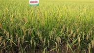 Uma nova variedade de arroz foi licenciada para distribuição no Delta do Mekong.