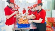 Bac Ninh gewährleistet die Sicherheit vor der Ernte der Hauptlitschi-Ernte.