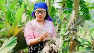 "Den hvite Bauhinia-blomsten" sår livets frø i den store skogen: Reisen til en utøver av etnisk Tay-medisin, inspirerende håp.