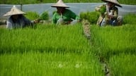 Vietnam har med succes dyrket ris ved hjælp af denne metode, og nu er verdens mest folkerige land med muslimsk flertal lige begyndt at eksperimentere med det.