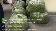 Caso do Grupo CCV: Eles anunciaram certa vez um serviço de "corte de legumes em troca de dinheiro", fraudando centenas de pessoas.