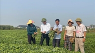 Noile soiuri de arahide și tehnologiile de procesare deschid oportunități de export pentru produsele agricole din Nghe An.