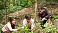 Exploitation des trésors que recèle la province de Quang Nam en matière de plantes médicinales.