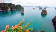 Biodiversitet: En "skat" for turisme i Ha Long-bugten.