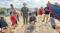 Rettidig redning og genudsætning af sjældne havskildpadder tilbage i naturen.