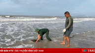 Ho Chi Minh City: Sjælden havskildpadde reddet og sat tilbage i havet.