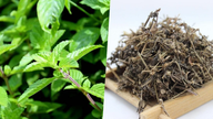 Hva er helsefordelene med den svarte geléplanten?