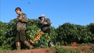 Chinese media reports on the joy of the lychee harvest season for Vietnamese farmers.