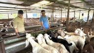Começando com apenas quatro cabras reprodutoras, um jovem do povo Nung, em Lam Dong, construiu silenciosamente sua fortuna, ganhando dinheiro com a venda de esterco de cabra, e eventualmente comprou um carro do zero.