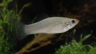 The secret of a fish species that reproduces exclusively as females for 100,000 years.