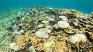 Área Marinha Protegida da Grande Barreira de Corais: Restauração dos Recifes de Coral e dos Recursos Pesqueiros