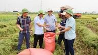 Bắc Ninh: Năng suất lúa xuân đạt hơn 64 tạ/ha, tăng 0,5 tạ/ha so vụ xuân năm 2025