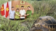Après avoir découvert un animal sauvage rare qui s'était égaré dans son champ, un adolescent de la province de Quang Ngai l'a gardé et l'a remis aux autorités.