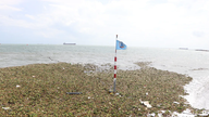 Vandhyacinter dækker Bai Truoc-stranden - Vung Tau.