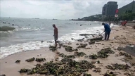 Ho Chi Minh City: Myndighederne indsamler ti tons vandhyacint, der er spildt på Bai Truoc-stranden.