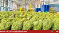 Vietnamesiske frugter og grøntsager opretholder imponerende vækstmomentum.