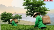 Tan Cang sigter mod at blive det økonomiske og turismemæssige centrum i Thai Nguyen-provinsen med speciale i teproduktion.