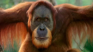 Indonesien glæder sig over fødslen af ​​en orangutangkalv, der tilhører en art, der er på randen af ​​udryddelse.