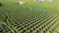 Dong Thap : Se concentrer sur la résolution des difficultés et des obstacles liés à la gestion des codes de zones de plantation et des codes d'installations d'emballage.