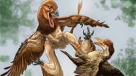 120 millioner år gammelt fossil afslører en "firevinget" dinosaur, der engang jagede urfugle.