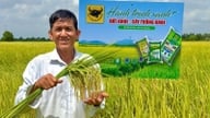 Đất khỏe hôm nay, mùa vàng ngày mai