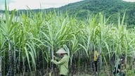 Vietnam forlænger antidumpingtold på thailandsk rørsukker indtil 2031.