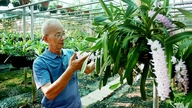 Respecto a Trung Than, la 'capital de las orquídeas'