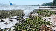 Dusinvis av tonn med vannhyasinter har oversvømmet stranden i Vung Tau.