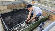 De unge mennene i Quang Tri-provinsen forlater byen og drar til landsbygda, og oppdretter dette dyret i stort antall, og det har aldri blitt "forbi sin beste alder".