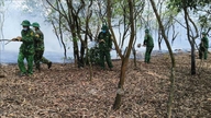 Quang Tri: Es wird ermittelt, um die Ursache des Waldbrandes im Küstenschutzgebiet zu klären.