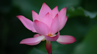 Lotusblomsten i det vietnamesiske livet